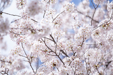 満開の桜　春の桜