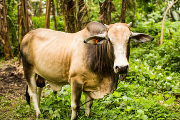 Brown cow closeup greenery background