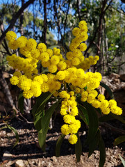 Mimosa selvatica