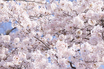 満開の桜　春の桜
