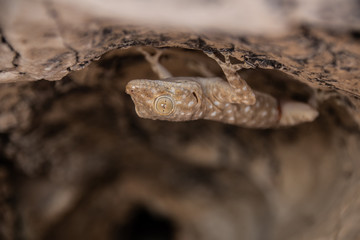 Hiding Fan-Fingered Gecko