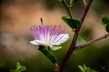 Capparis spinosa flower
