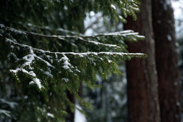 Coniferous forest at mountain resort on winter day, closeup