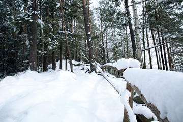 Coniferous forest at mountain resort on winter day
