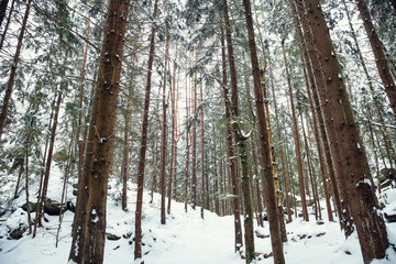 Fototapeta premium Coniferous forest at mountain resort on winter day