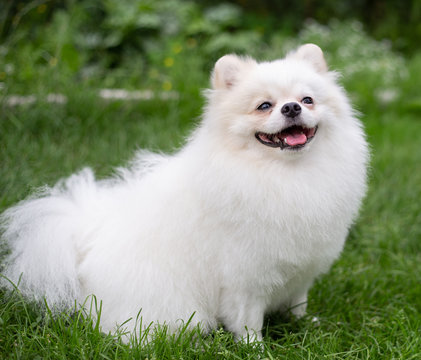Beautiful white dog - pomeranian spitz. Pomeranian puppy dog cute pet happy smile playing in nature