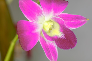Pflanzenportrait - Orchidee
