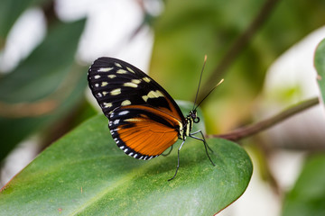 Fototapeta na wymiar Schmetterling II