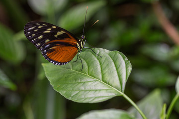 Fototapeta na wymiar Schmetterling I