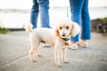 Walking cute little white poodle jeans couple background