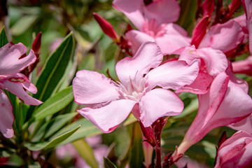 Oleander flowers at the Golan Heights