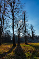 Mystic atmosphere of sun light shining through birch tree shadows