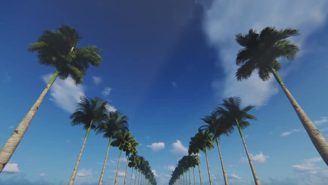 A drive through an alley of palm trees, bottom view, 4K
