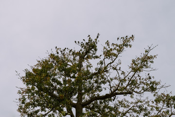 Árbol con pajaros