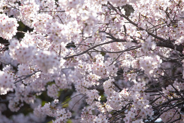 満開の桜　日本の春