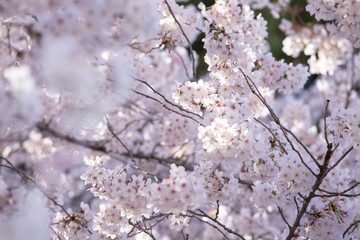 満開の桜　日本の春