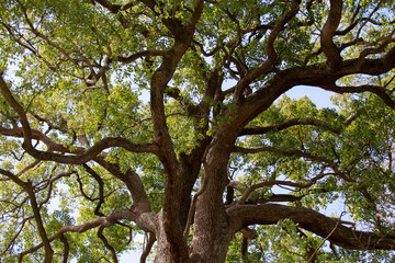 大樹　大自然　偉大