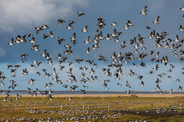 Birds soar. Lots of birds in the air. Migratory birds. Migration of animals.