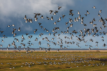 Birds soar. Lots of birds in the air. Migratory birds. Migration of animals.
