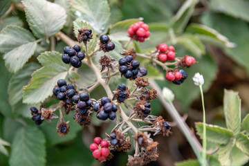 Wild Berries of Golan Heights