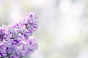 Obraz premium Lilac flowers spring blossom, sunny day light bokeh background 