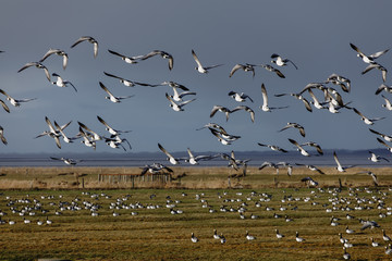 Birds soar. Lots of birds in the air. Migratory birds. Migration of animals.