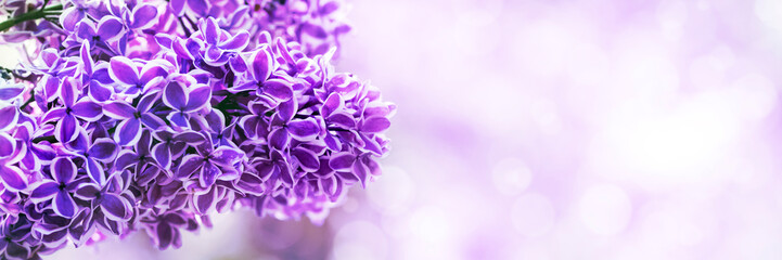 Lilac flowers spring blossom, sunny day light bokeh background 