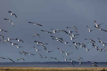 Birds soar. Lots of birds in the air. Migratory birds. Migration of animals.