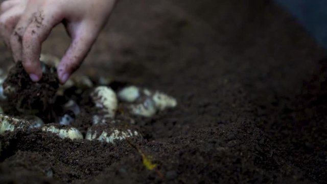 Hand of little girl researcher digging find a rhinoceros beetle larvae in black soil, slow motion shot