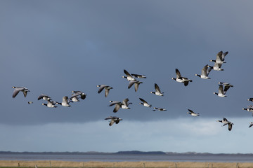 Birds soar. Lots of birds in the air. Migratory birds. Migration of animals.