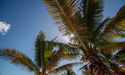Fototapeta na wymiar View on the coconut palm on the background of the sky. The sun shines through the leaves