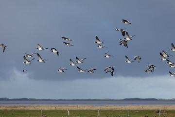 Birds soar. Lots of birds in the air. Migratory birds. Migration of animals.