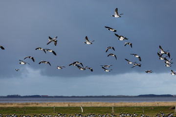 Fototapeta na wymiar Birds soar. Lots of birds in the air. Migratory birds. Migration of animals.