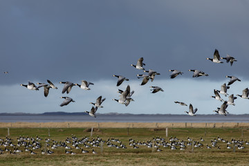 Birds soar. Lots of birds in the air. Migratory birds. Migration of animals.