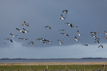 Birds soar. Lots of birds in the air. Migratory birds. Migration of animals.