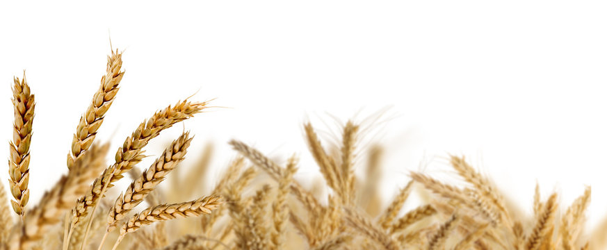 Isolated image of wheat close-up