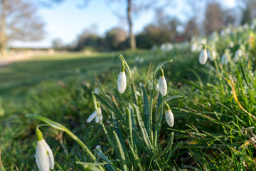 Closeup winter spring photo of Snowdrop Flower