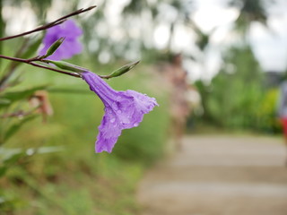 flower with water drops of dew