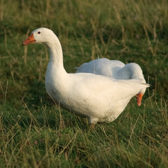 Geese in grass. White domestic goose. Two birds. Selective focus