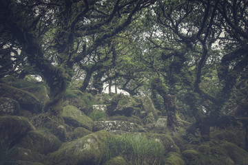 Wistmans wood Dartmoor devon england uk 