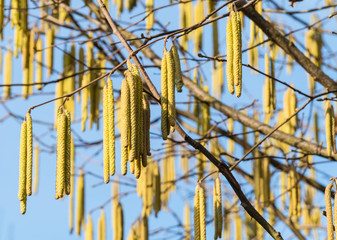Haselnussbaum Frühling Haselkätzchen