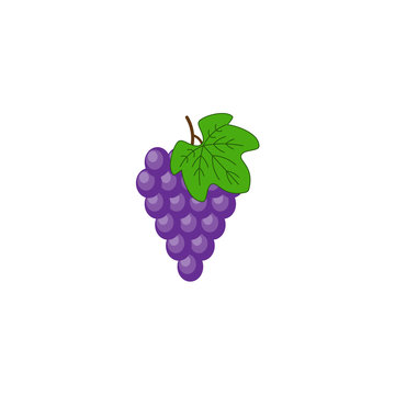 Purple Grape vector Illustration. Bunch of purple grapes with stem and leaf isolated on white background