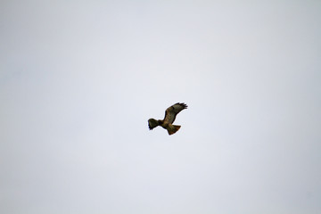 A red tailed hawk in the sky