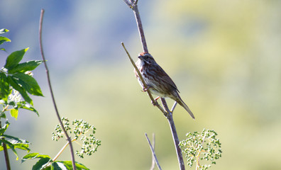 A sparrow perched on a branch