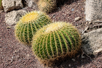 Israel echinocactus plants