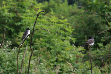 Eastern kingbirds perched on bare tree branches