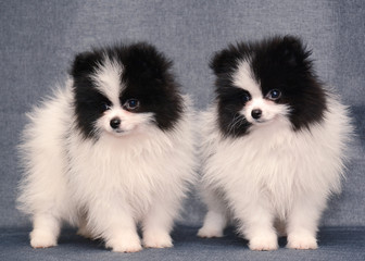Cute Two Puppy of Spitz on gray background