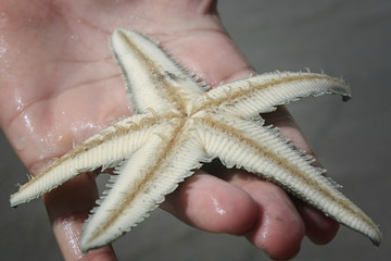 starfish in hands