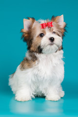 Biewer Yorkshire Terrier on colored backgrounds