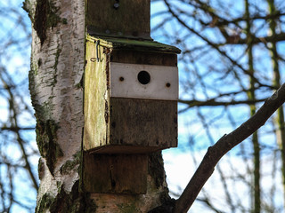 Bird nesting box fixed to an old tree trunk with rough bark